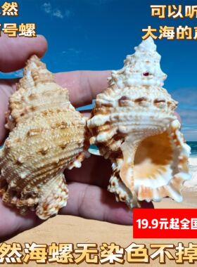 天然小石号螺金口蛙螺海螺壳工艺品贝壳鱼缸水族造景家居装饰摆件