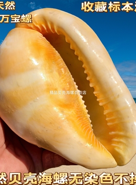 稀有黄色万宝螺招财进宝贝壳摆件天然四大名螺鱼缸造景水族装饰品