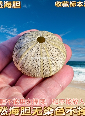 天然海胆壳白粉色海胆青绿色八卦海胆壳diy家居装饰摄影道具摆件