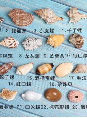 天然小海螺贝壳收纳盒工艺品寄居蟹替换壳海星标本青岛旅游纪念品