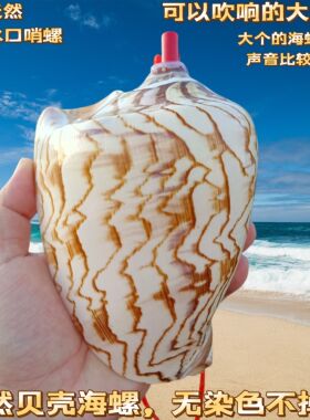 天然石号螺金口蛙螺壳超大海螺号角可吹贝壳摆件工艺品鱼缸造景