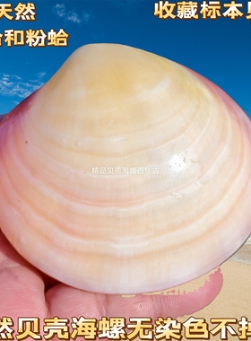 天然海螺紫色贝壳 双壳紫蛤 鱼缸水族造景 家居收藏摆件 创意礼物