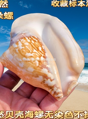 佛耳螺超大天然超大海螺听海贝壳标本大耳螺多肉花盆鱼缸造景摆件