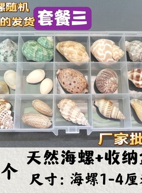 天然贝壳海螺科普材料精品标本螺收纳套装礼盒幼儿园海洋生物收藏