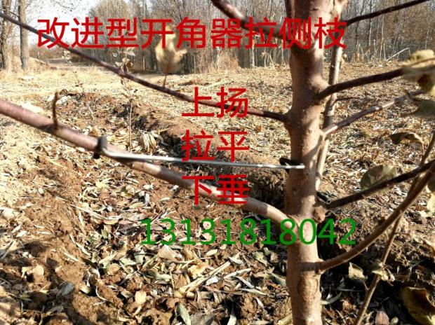 苹果树拉支器 绑枝果树拉枝定型器 通用园林工具拨侧枝弯树枝 - 图1