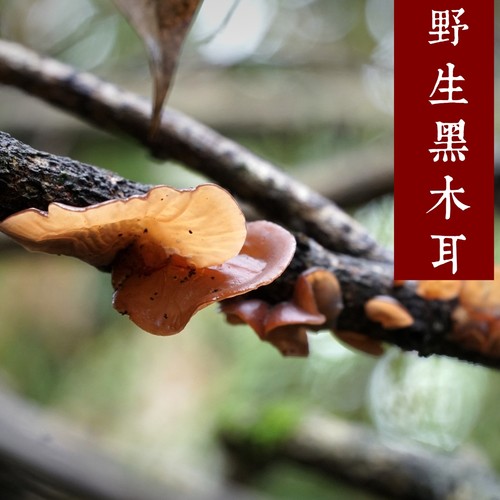 纯野生黑木耳干货  四川山珍野生干木耳 天然软糯无添加无硫200克 - 图0