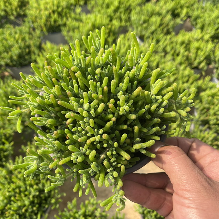 枝干番杏 奔龙 开花超好看 带盆发货多肉植物 办公室桌面花卉绿植 - 图1