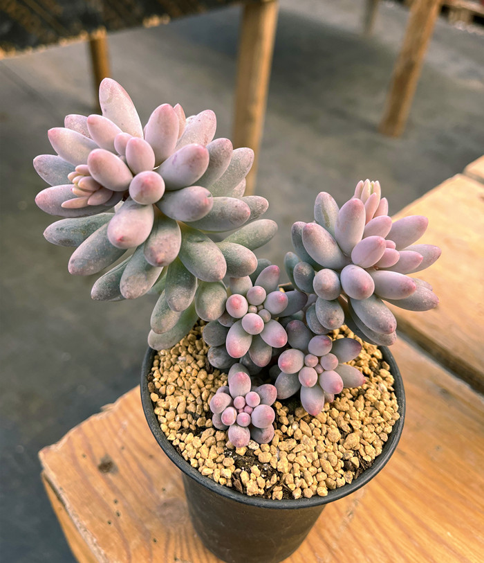 婴儿手指多肉 云南基地清棚包邮老桩群生超萌肥嘟嘟粉嫩多肉植物,淘宝优惠券,粉丝福利购,淘宝优惠卷