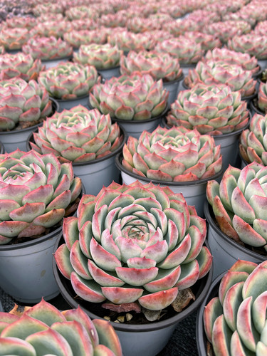 侧影 大单头莲花科属红边多肉植物 办公室阳台盆栽新手好养好度夏 - 图2