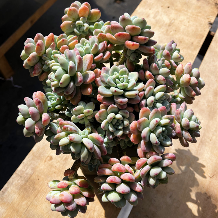 罗琦劳尔 云南清棚多肉植物大棵木质化老桩整桩群生新手练手好养,淘宝优惠券,粉丝福利购,淘宝优惠卷