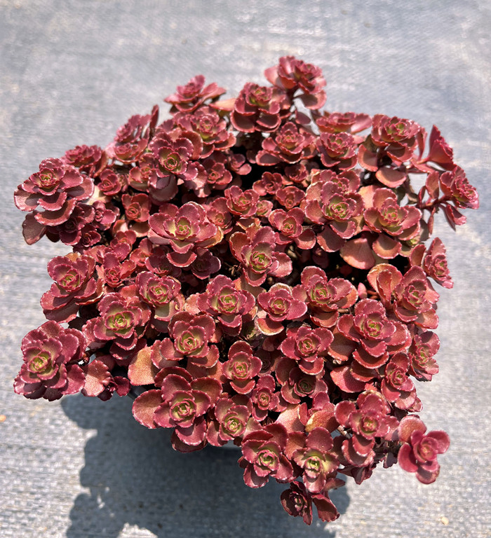 小球玫瑰多肉 包邮带盆发货 四季好养易度夏耐寒网红植物室内萌物,淘宝优惠券,粉丝福利购,淘宝优惠卷