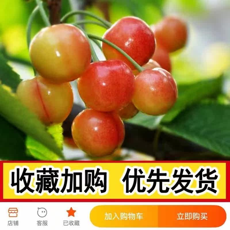黄蜜大樱桃树樱桃苗南北方庭院地栽种植大苗盆栽嫁接矮化当年结果 - 图0