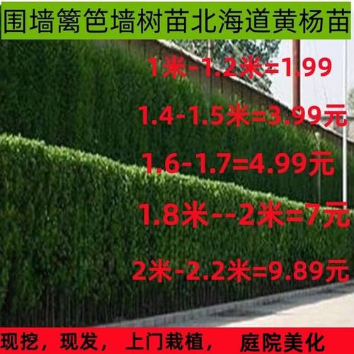 庭院绿化苗木黄杨树苗瓜子黄杨小叶黄杨冬青小苗四季常青苗木园林 - 图3