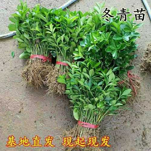 庭院绿化苗木黄杨树苗瓜子黄杨小叶黄杨冬青小苗四季常青苗木园林 - 图2