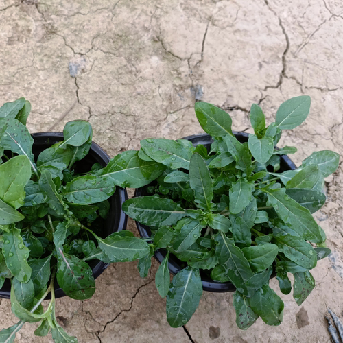 美丽月见草盆栽庭院别墅绿化工程苗成都基地植物花卉花镜花坛花海 - 图2