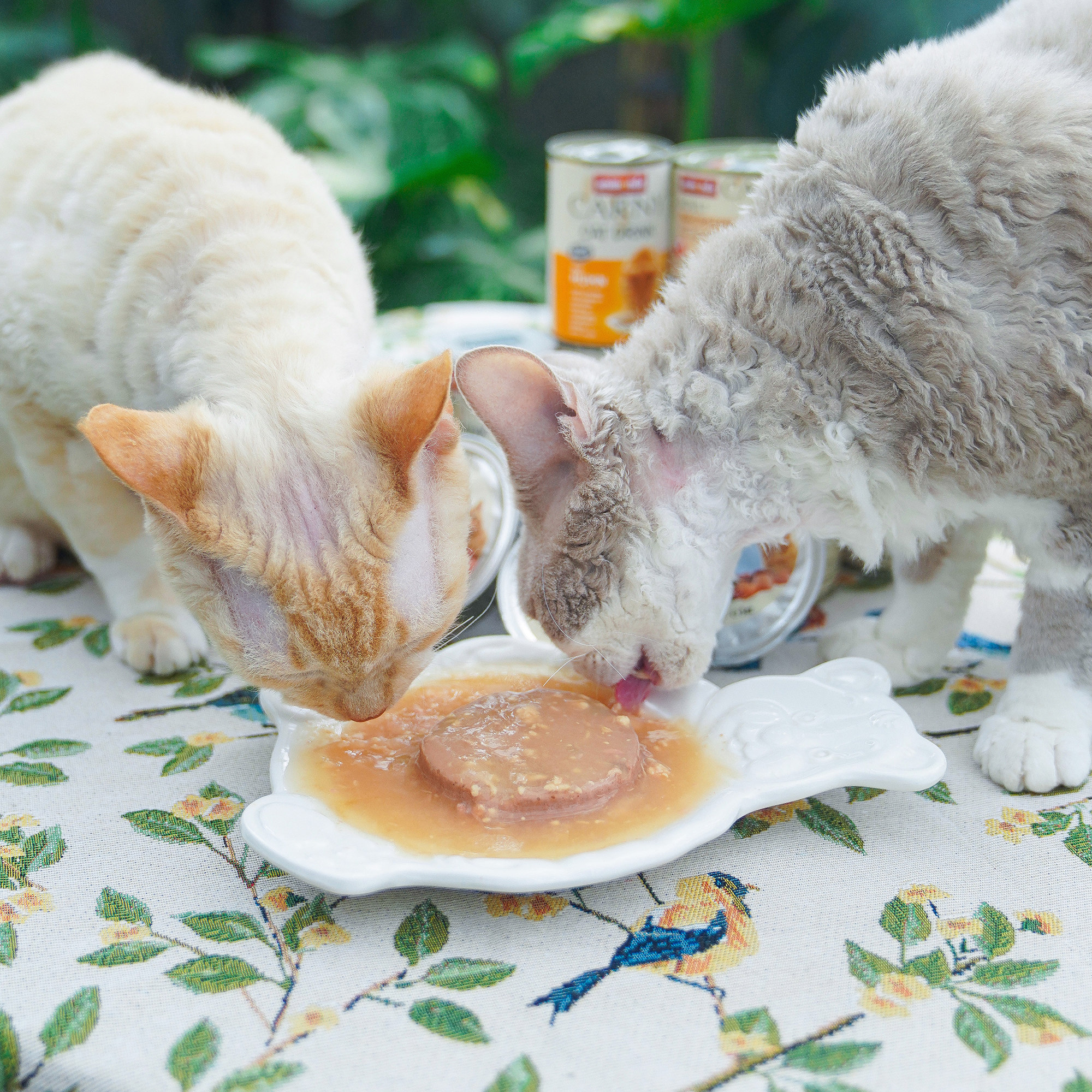 宅猫酱 爱诺德卡尼主食罐高肉无谷湿粮罐营养肉泥湿粮餐盒猫罐头,淘宝优惠券,粉丝福利购,淘宝优惠卷