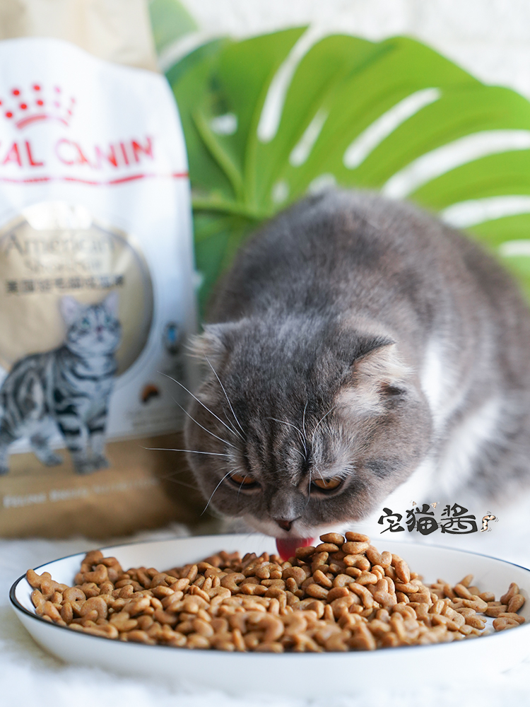 宅猫酱 Royal Canin皇家猫粮 美短成猫粮ASA31 短毛<a href=
