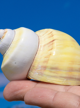 天然精品牛油果海螺贝壳创意摆件