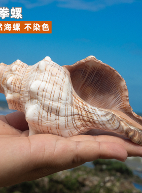 赤旋螺天然海螺贝壳稀有标本