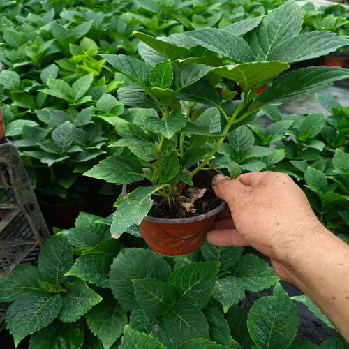 绣球花苗无尽夏大花绣球八仙花室内阳台花盆栽花卉耐寒四季开大花 - 图2