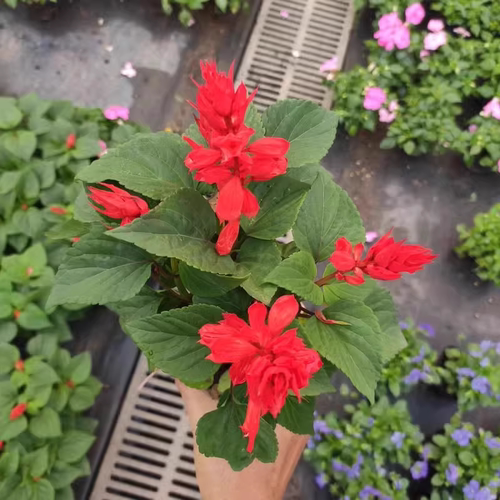 矮生一串红盆栽串串红角瑾带花发货庭院地栽阳台绿化工程花卉草花 - 图2