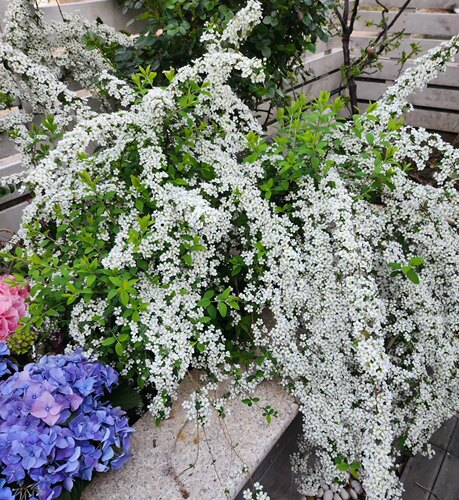 特价喷雪花特大苗庭院花园耐寒耐热地栽易养雪柳多年生盆栽花卉 - 图2