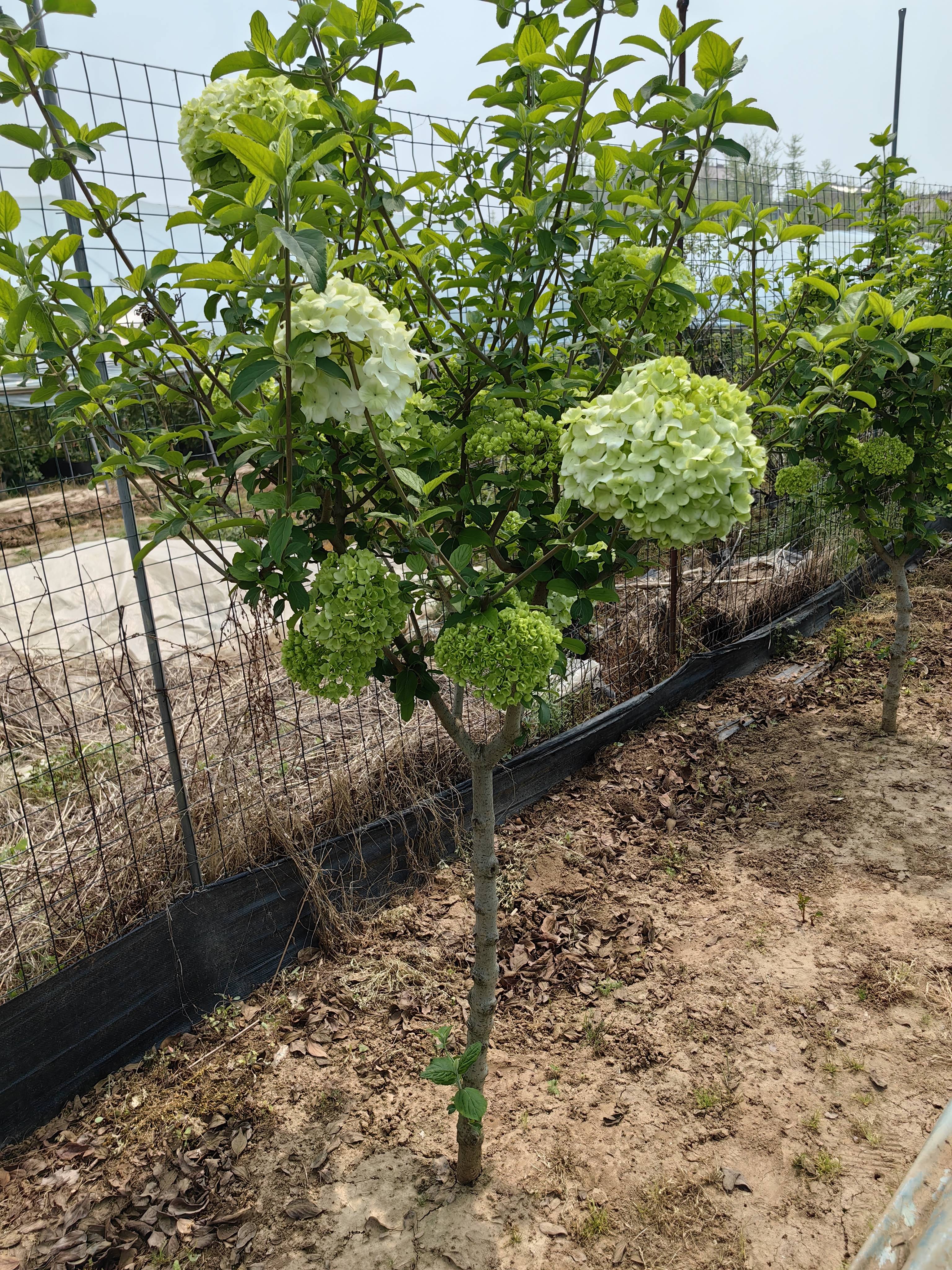 中华木绣球棒棒糖树桩正宗斗球庭院别墅低维护乔木耐寒耐热包对版 - 图0