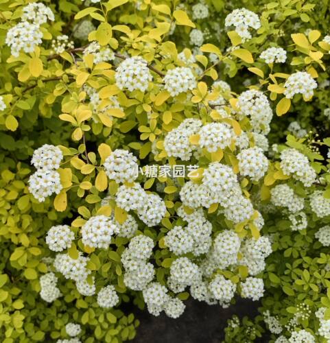 黄金喷泉绣线菊 楼顶露台庭院花园盆栽观叶观花植物室外花苗 - 图0