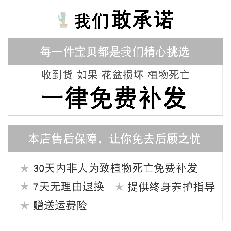 多肉植物新款含盆带土组合盆栽室内防辐射肉植物新手套餐超萌多肉