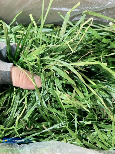 Spot Nanti Heldat Timothy Hay, выбранное вручную сушеные кролики кролика куриная голландская свинья питание один кг