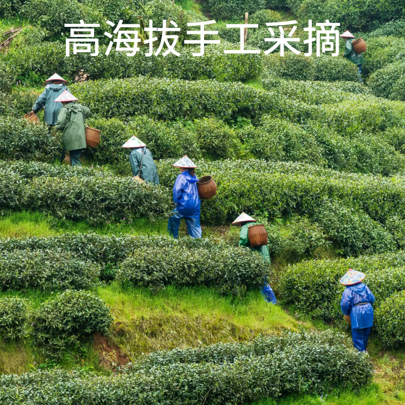 恩施硒茶炒青绿茶500g高山春茶2023新茶1斤袋装日照充足云雾绿茶