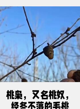 桃枭野生桃核恋枝桃奴经冬不落转运招财压百魅文玩原生态速发