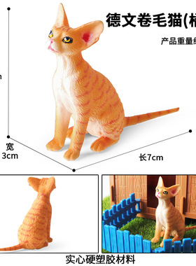儿童实心认知德文卷毛猫仿真动物模型网红猫摆件桌面家居装饰礼品