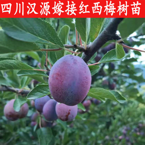 四川汉源嫁接西梅树苗法兰西红梅黄肉女神蓝蜜梅李紫色软糯水果树 - 图1
