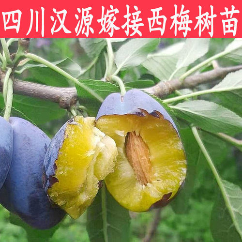 四川汉源嫁接西梅树苗法兰西红梅黄肉女神蓝蜜梅李紫色软糯水果树 - 图0