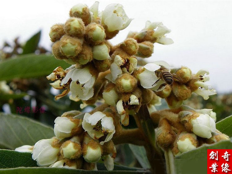 新货天然农家枇杷花蕾花茶精选纯白琵琶花煲汤材料化痰干货500g - 图2