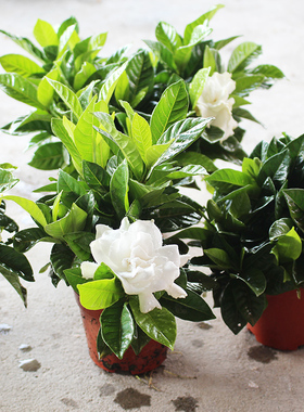 绿植阳台花卉小盆栽