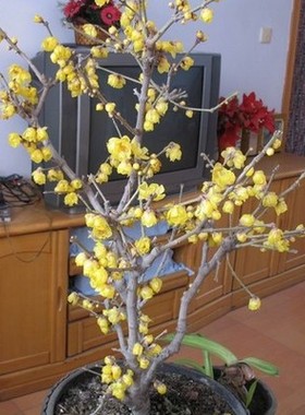 腊梅花盆景 红梅花苗 腊梅苗绿梅乌梅树苗 盆栽腊梅树苗 包成活