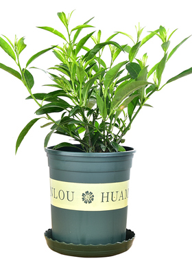 夜来香盆栽树苗香草植物迷迭香 夏季室内庭院盆栽苗