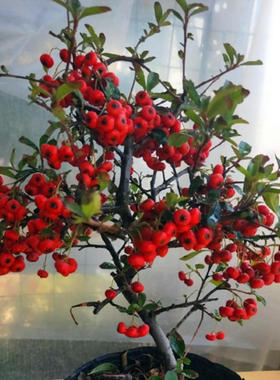 盆栽高档花卉吉祥果