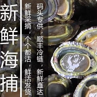 福建霞浦滩涂食用鲜活水产鲍海鲜帽斗笠螺石崖小鲍鱼网红厚盏 - 图2