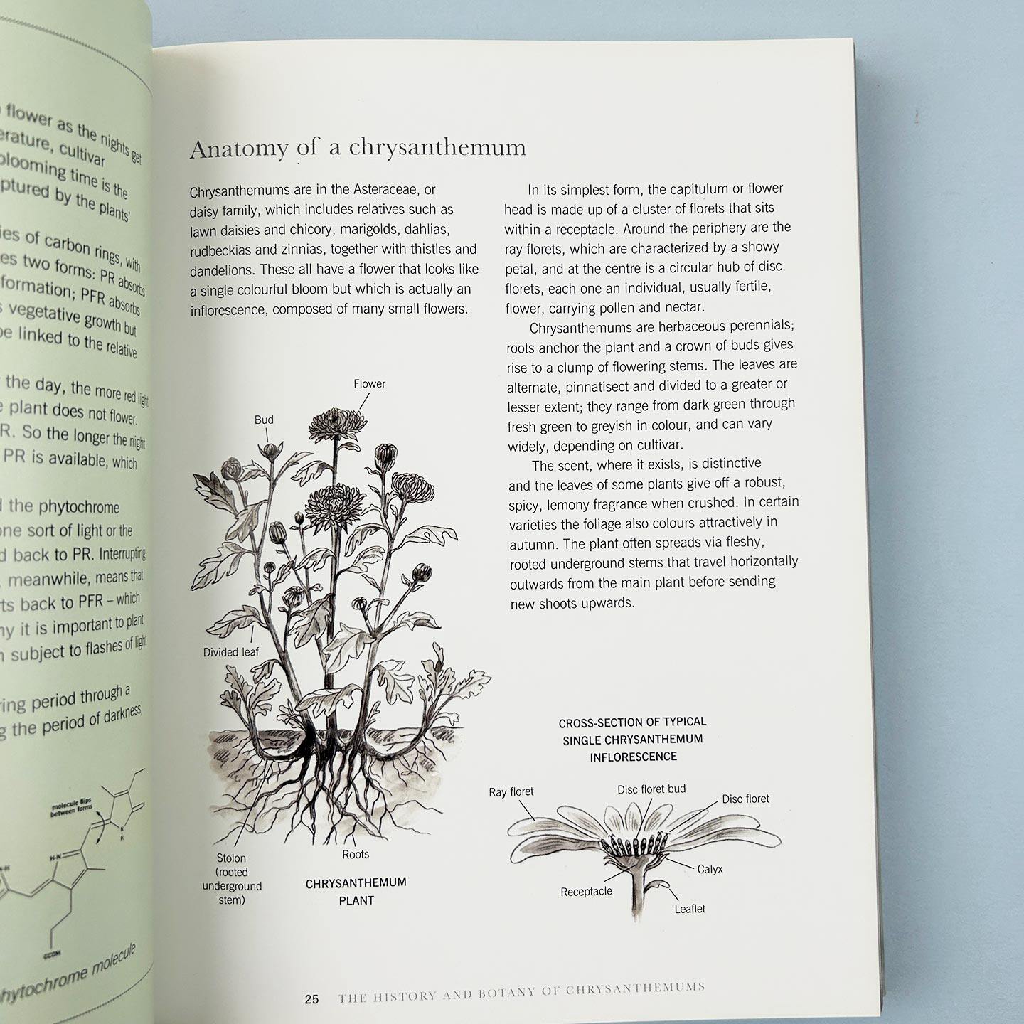 英文原版 Chrysanthemums Beautiful Varieties For Home and Garden 菊花 适合家庭和花园的美丽品种 精装花卉画册 英文版