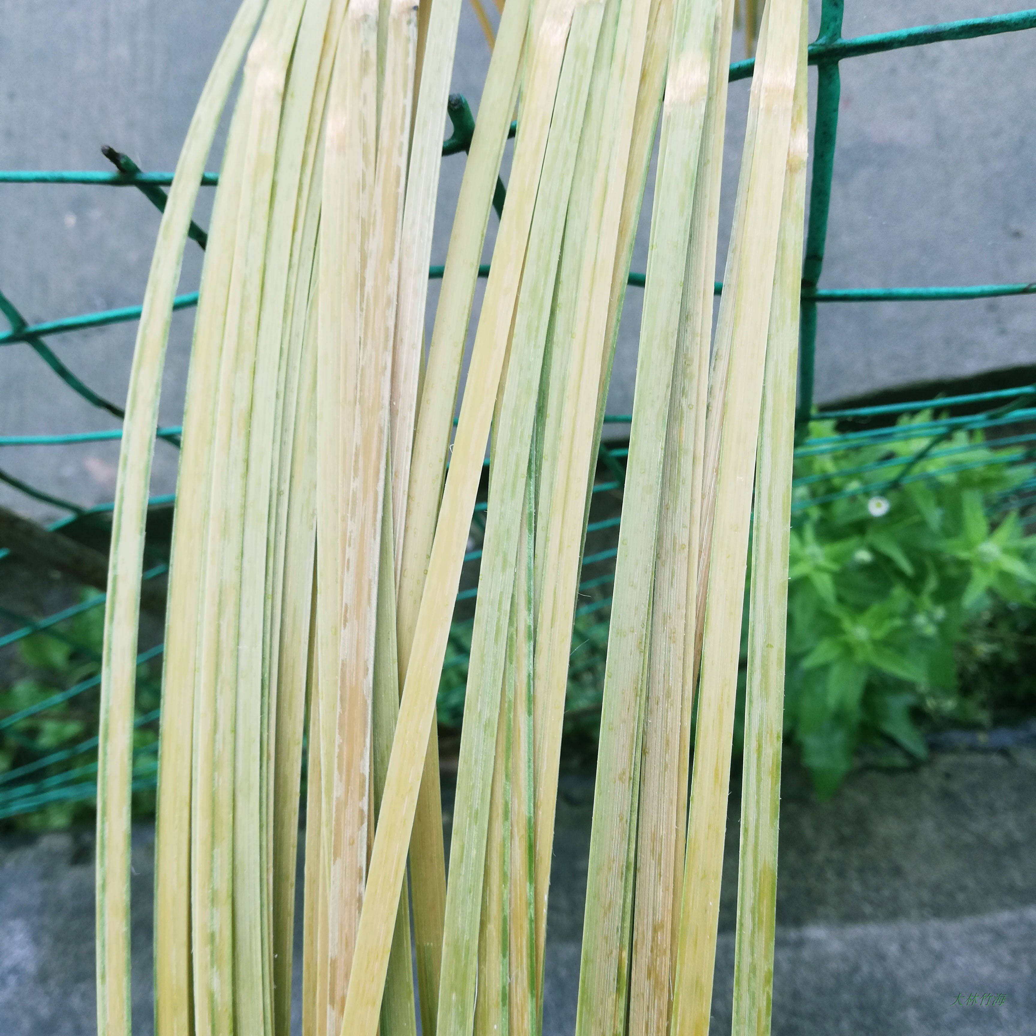 竹篾丝竹编材料细丝长竹篾DIY手工竹片竹条风筝灯笼建筑模型竹材_虎窝淘