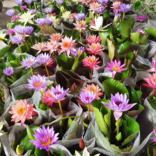 睡莲荷花莲花原土原盆带花苞成品苗开花水养池塘阳台水生植物根块 - 图0