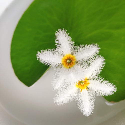 包邮一叶碗莲一叶莲水培植物一片莲种子睡莲室内水养水莲四季浮萍 - 图0