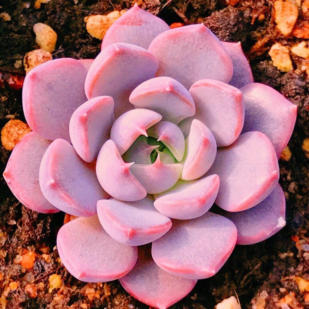 芙蓉雪莲多肉植物超大老桩一物一拍多头群生缀化组合盆栽室内包邮