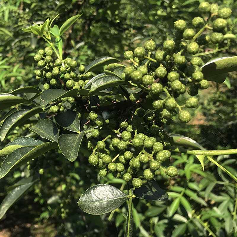 四川麻椒粉500g正宗青花椒面特麻特香家用级纯青红麻椒粉麻辣烫用-图2