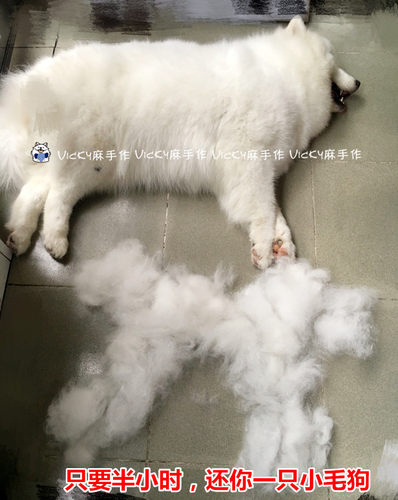 良心推荐宠物针梳  长毛狗专用褪毛梳萨摩耶阿拉斯加松狮专用梳子 - 图1