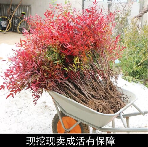 园林绿化苗木南天竹树苗室内外盆栽地栽庭院植物老桩盆景四季好养 - 图1