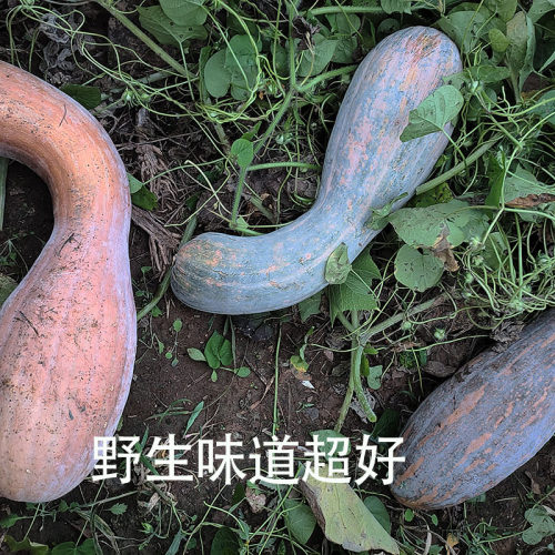 南瓜丝带皮干南瓜条干菜农家原生态蔬菜2斤包邮 太阳晒新鲜南瓜丝 - 图3